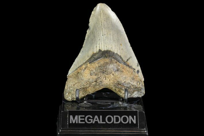 Bargain, Fossil Megalodon Tooth - North Carolina #108975